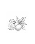 Kumquat