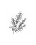 Wild Rosemary