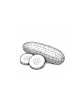 Cucumber
