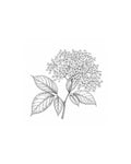 Elderflower