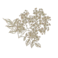 Sambucus- Elderflower