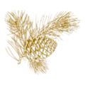 Abies-Pine