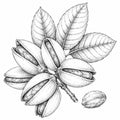 Pistachio