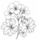 Rose Pelargonium