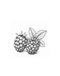 Raspberry