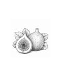Black Fig