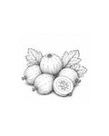 Gooseberries